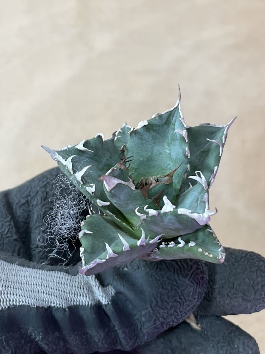 チタノタ 多肉植物アガベ アガベ 多肉植物 agave | 特選 龍園觀No.233 老