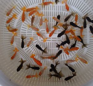 ルなどは 金魚すくい用 金魚 １００匹 数 種類 値段の相談承ります ミックス金魚 ご相談ください のでご