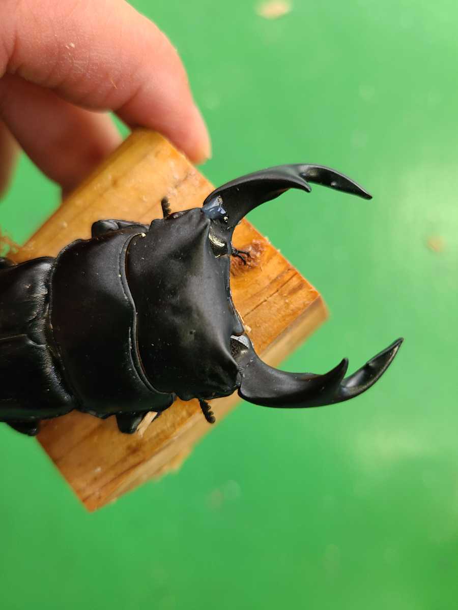 その他 □□国産オオクワガタ奈良輪川西元木SP血統ペア