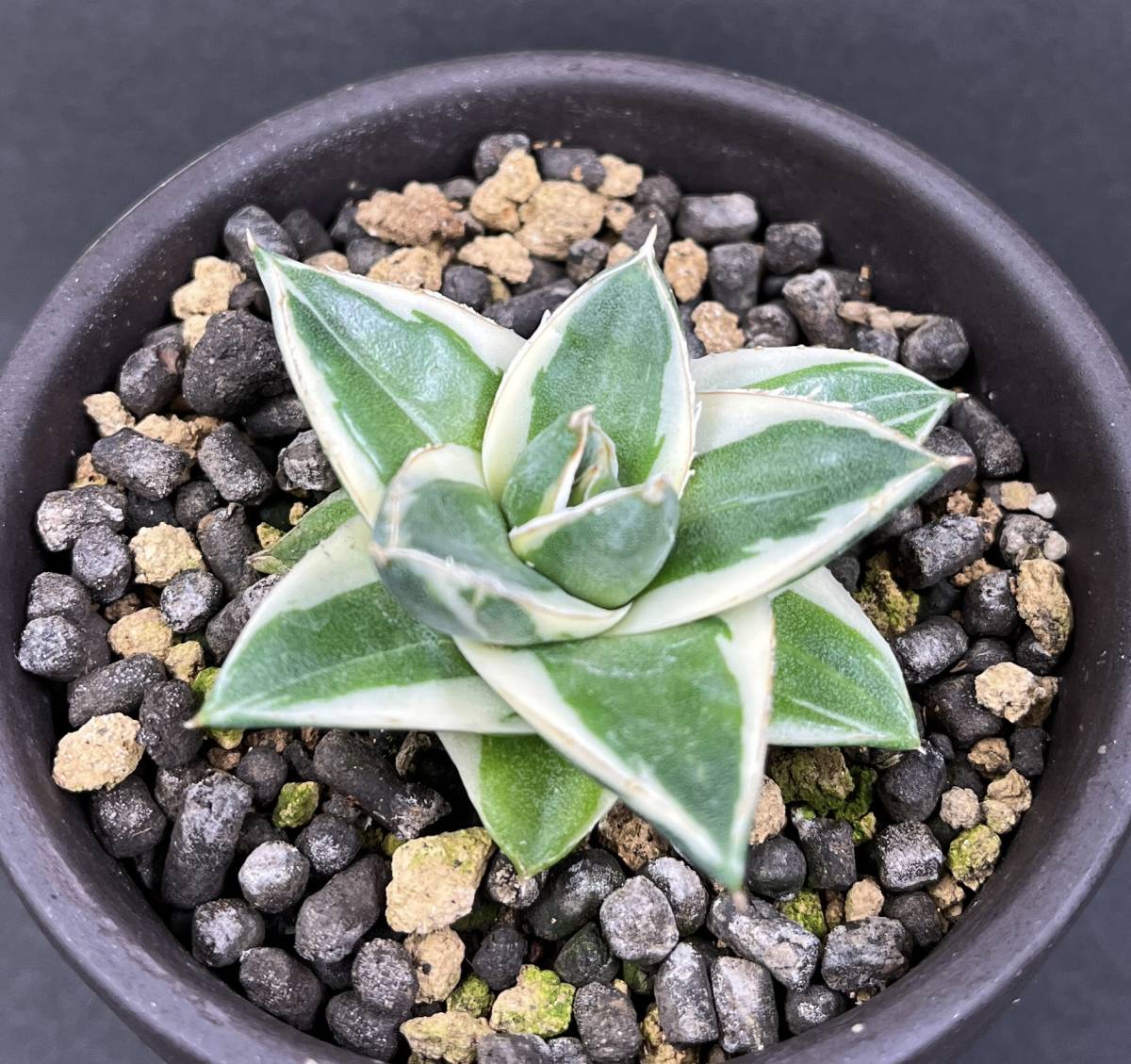 ピンキー アガベ 王妃笹の雪A型白覆輪 Agave filifera 多肉植物 'Pinky