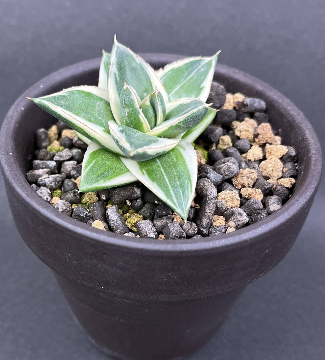 ピンキー アガベ 王妃笹の雪A型白覆輪 Agave filifera 多肉植物 'Pinky