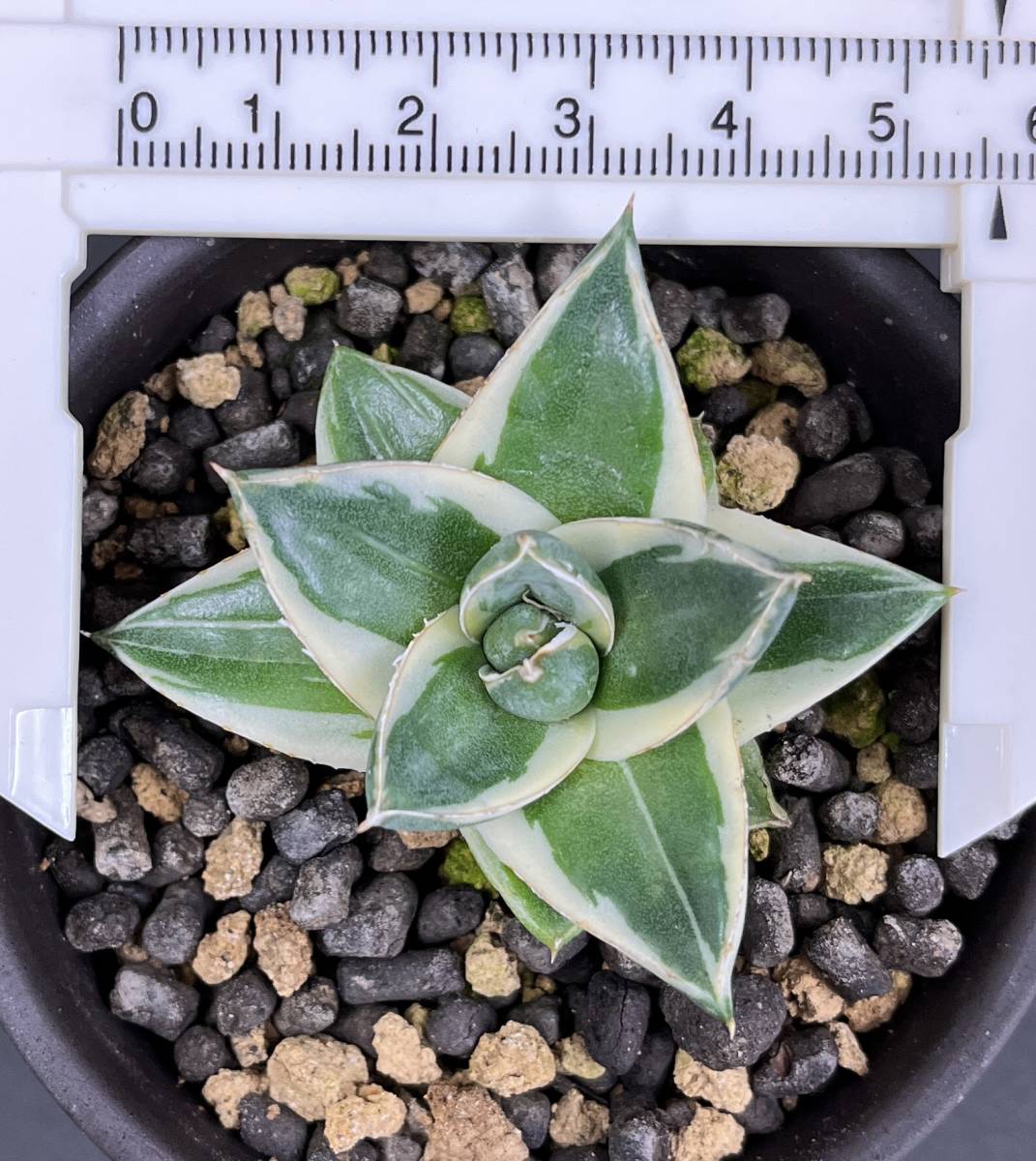 ピンキー アガベ 王妃笹の雪A型白覆輪 Agave filifera 多肉植物 'Pinky