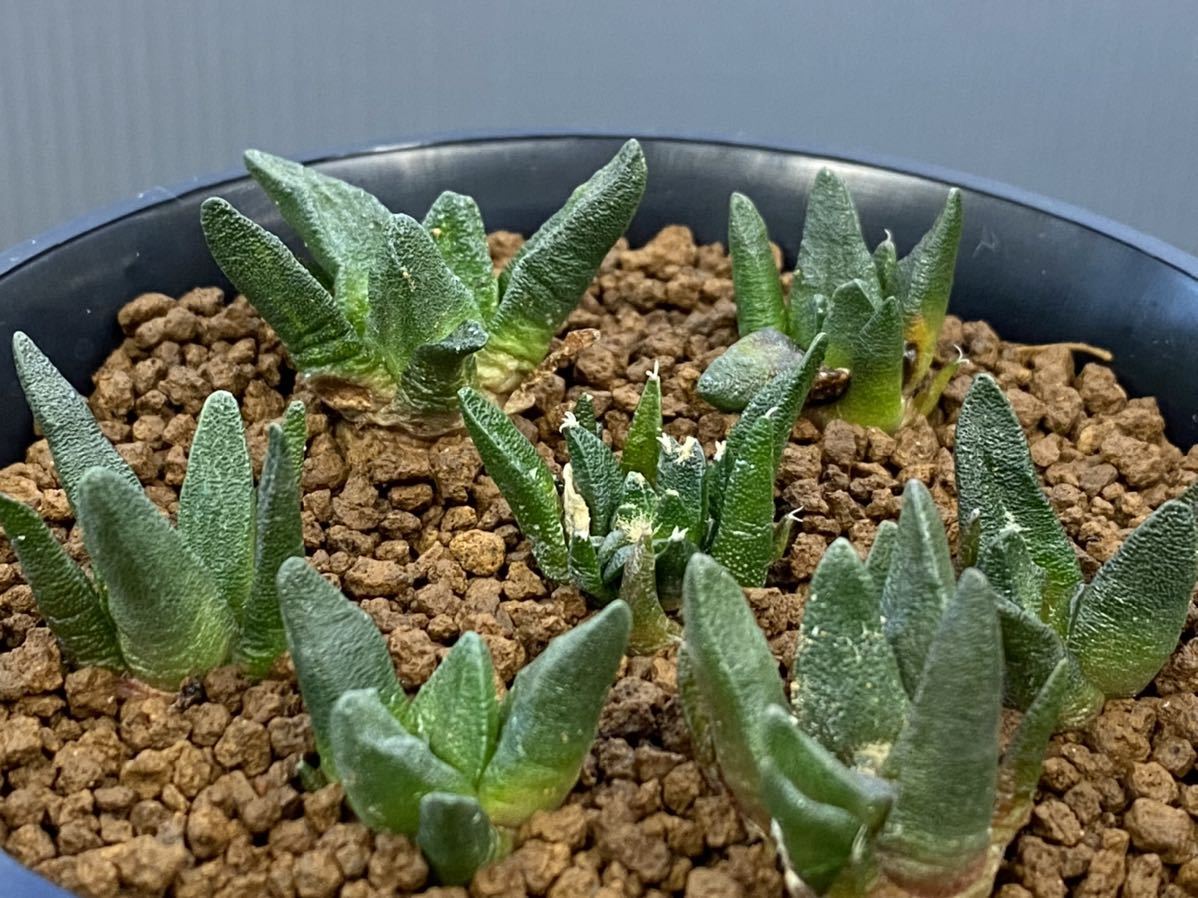 100%新品，安い CO 703 アリオカルプス 竜角牡丹 実生1鉢 サボテン 多肉植物(サボテン)｜売買されたオークション情報、yahooの商品情報をアーカイブ公開 - オークファン サボテン
