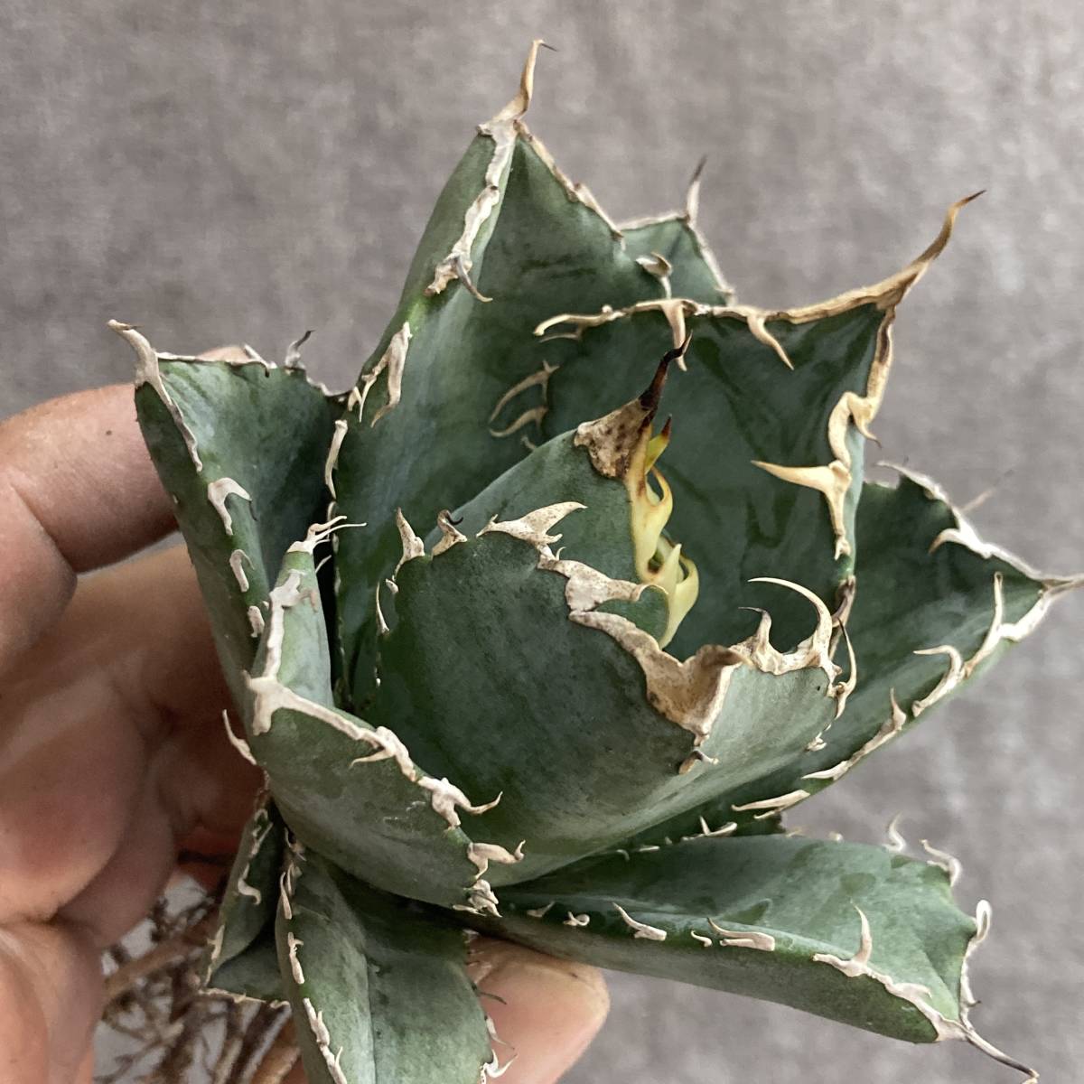 831-18 特選 アガベ 多肉植物 チタノタ 白鯨 Agave titanota 'hakugei