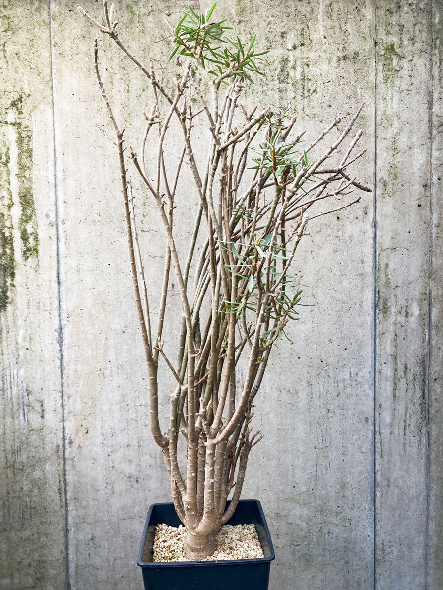 ユーフォルビア バルサミフェラ Euphorbia balsamifera 大株 Euphorbia balsamifera D181【大株】 ユーフォルビア バルサミフェラ