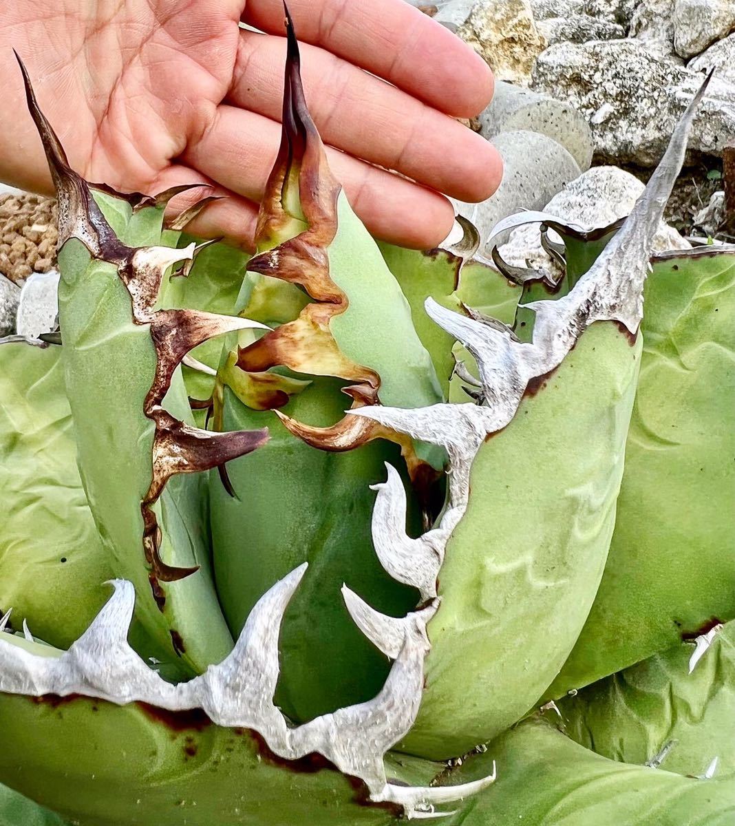 Agave titanota アガベ チタノタ oteroi オテロイ FO-076 Q 【公式通販】
