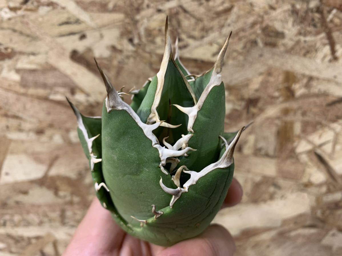 fo-076 チタノタ titanota アガベ agave ベアルート イラン産 検索