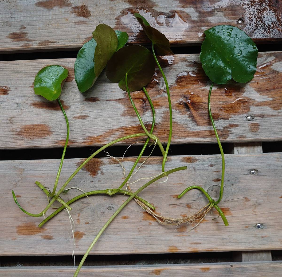 現物出品 アサザ 5株 屋外栽培 日本の 水生植物 浮葉植物 メダカ 池 ビオトープにお勧め(水草)|売買されたオークション情報、yahooの ...