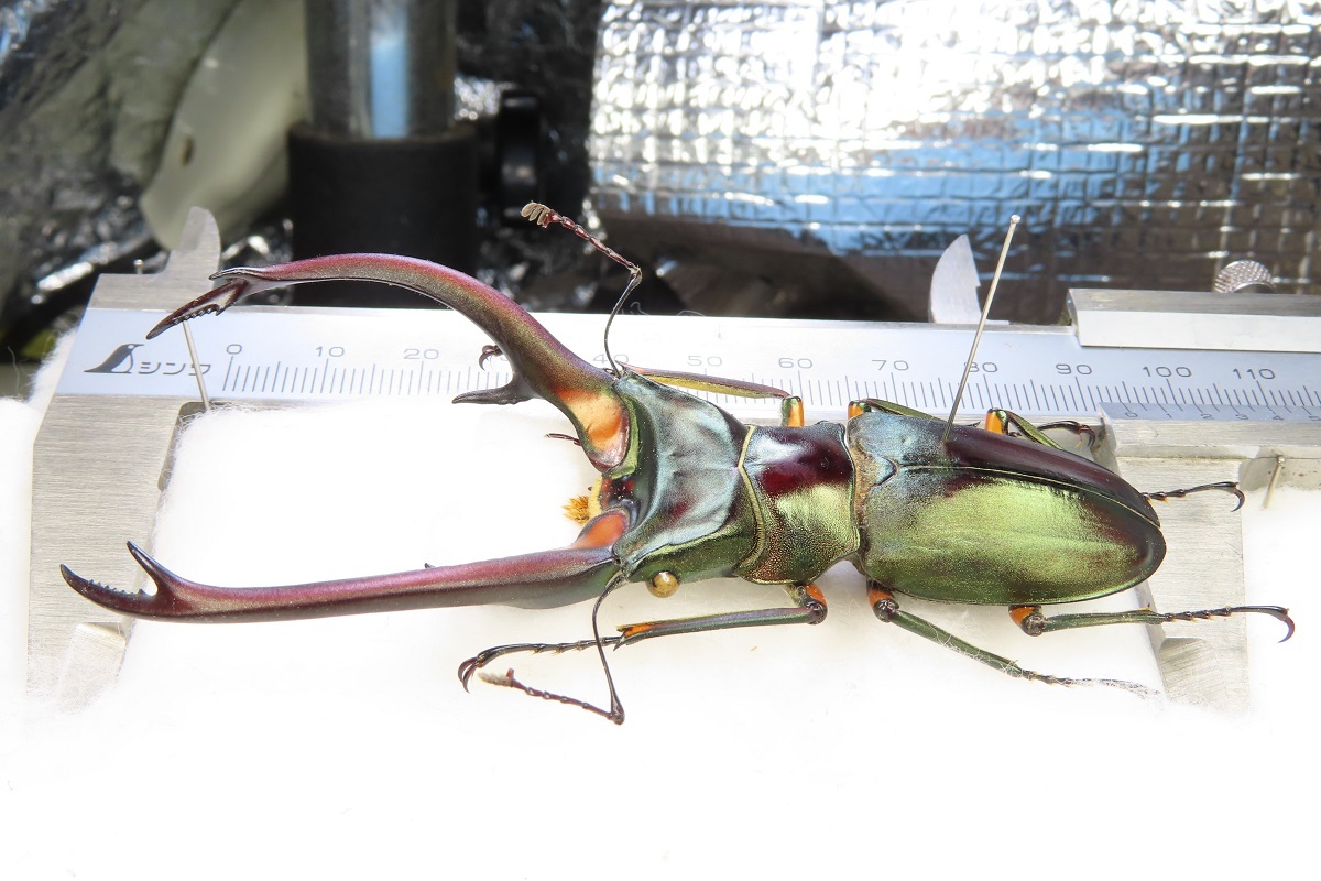 美形 エラフスホソアカクワガタ標本｜昆虫用品 