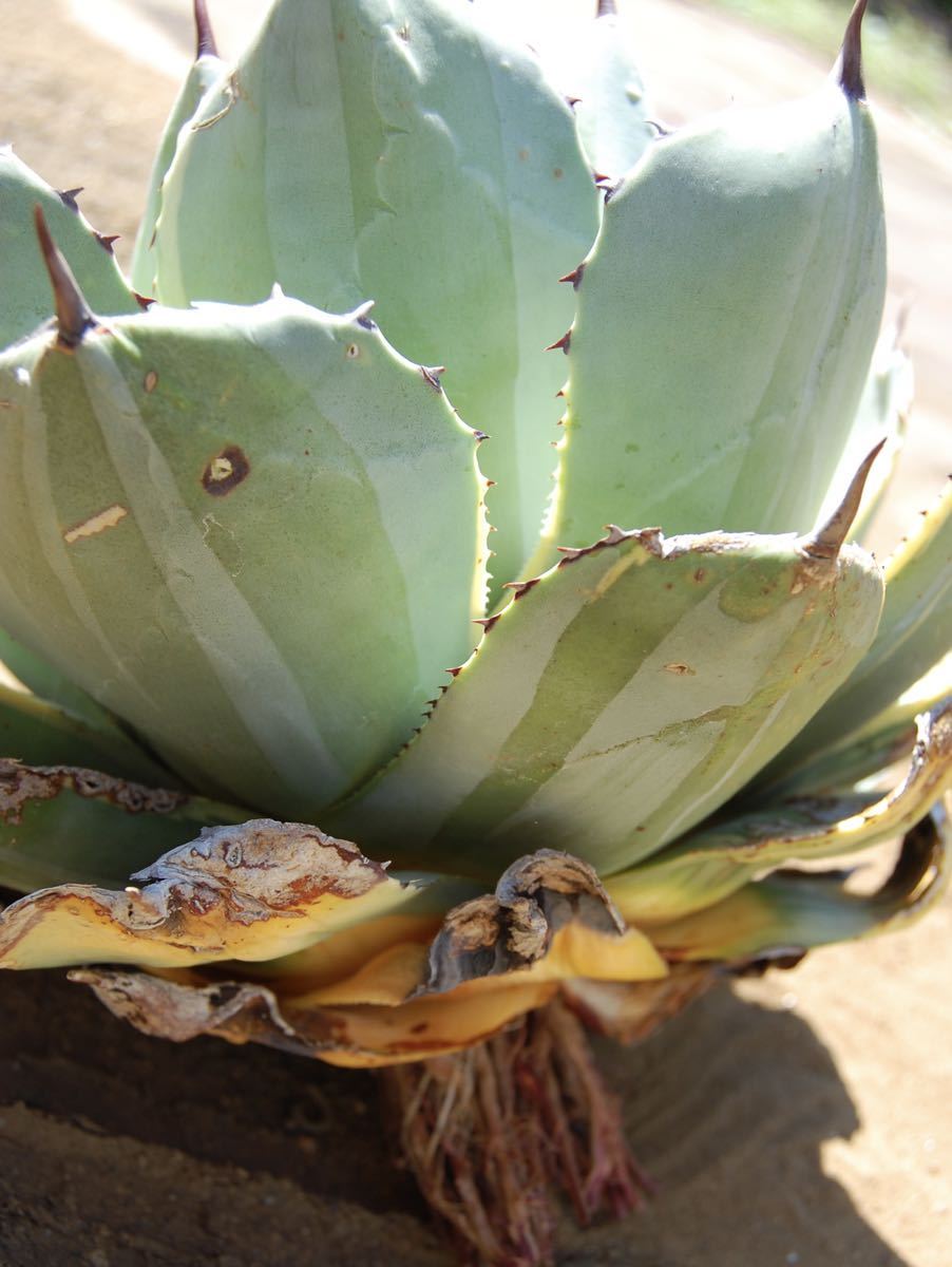 アガベ パリー トランカータ Agave ライムストリーク - 売筋ランキング