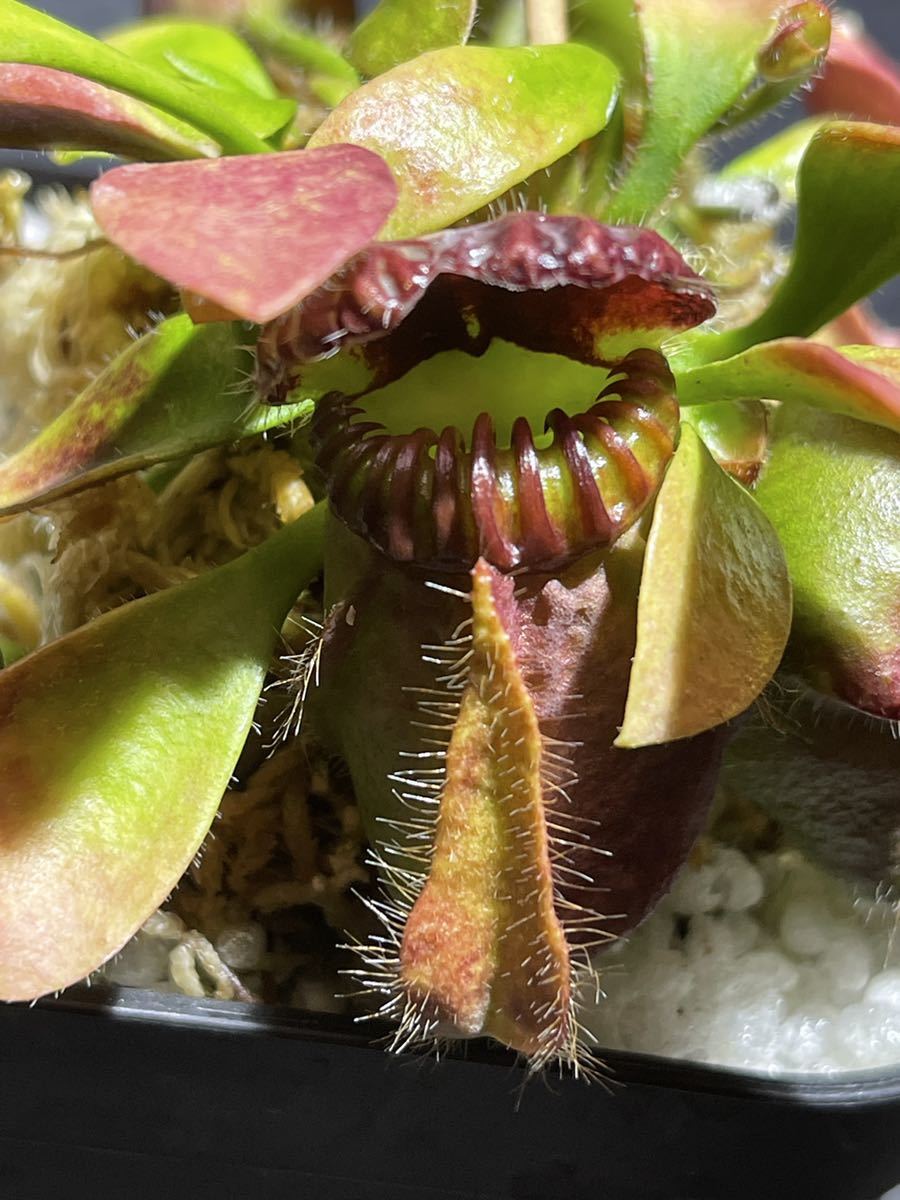 Cephalotus follicularis Seedling of Hummer