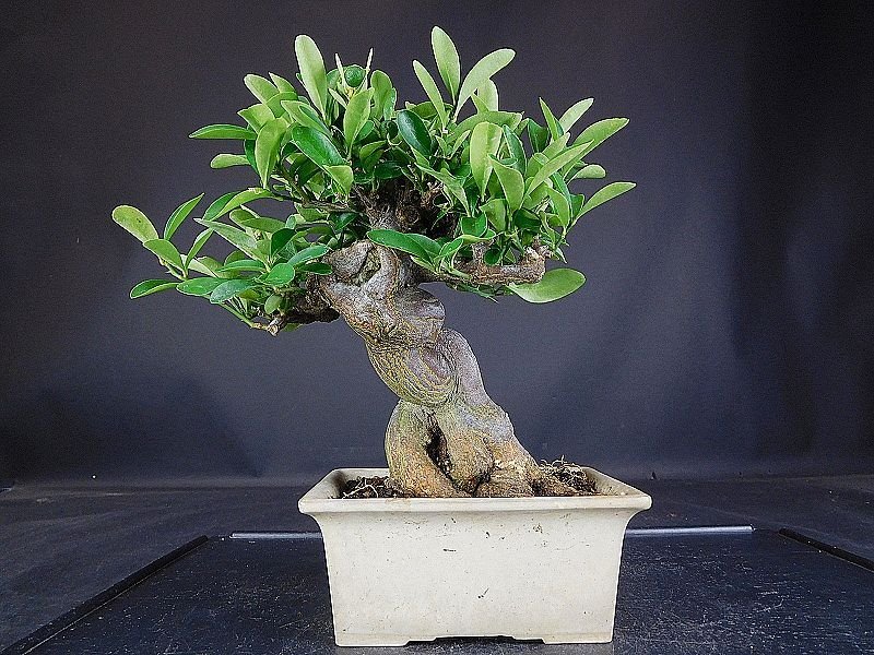 小品盆栽キンズ キンズ [捻幹模様木] 小品盆栽 キンズ [捻幹模様木] 小品