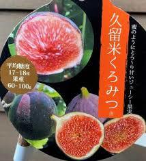 イチジク | 12cmポット苗(くろ 久留米いちじく果樹の苗 イチジクの苗木 果樹の苗木イチジク