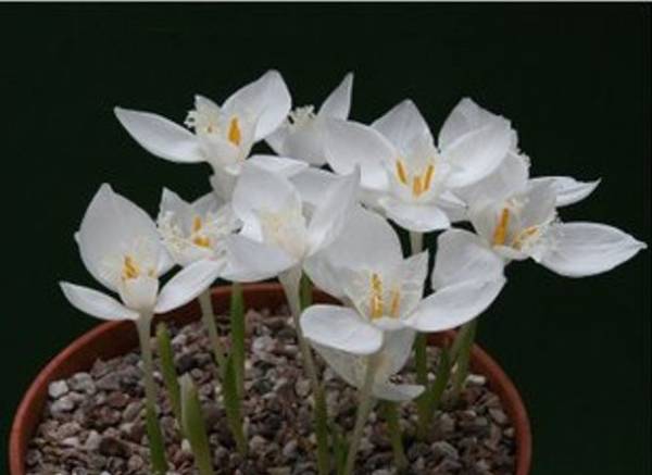 山野草　秋咲きクロッカス☆バナティクス白花　M１０球_1