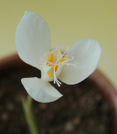 山野草　秋咲きクロッカス☆バナティクス白花　M１０球_2