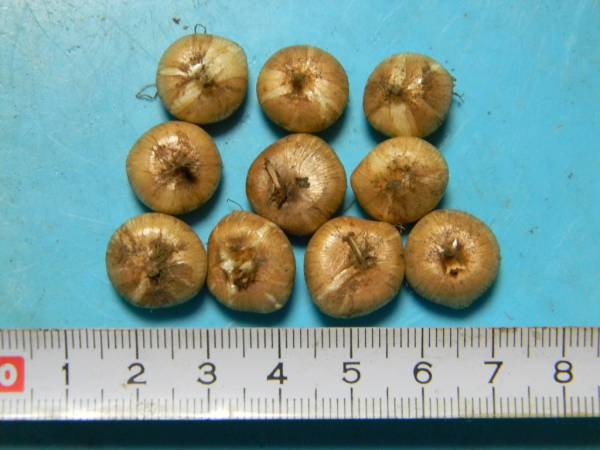 山野草　秋咲きクロッカス☆バナティクス白花　M１０球_3