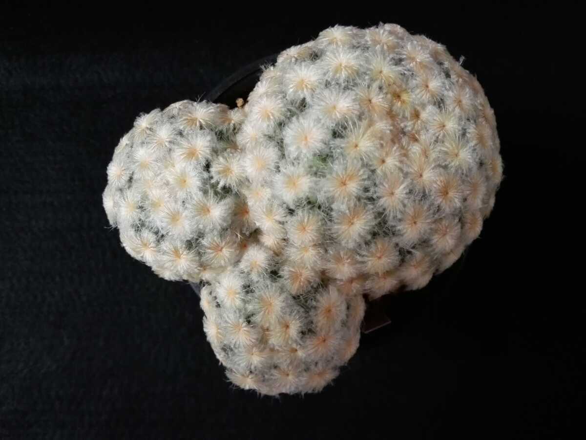 サボテン　マミラリア　白星　３頭　３号鉢_1