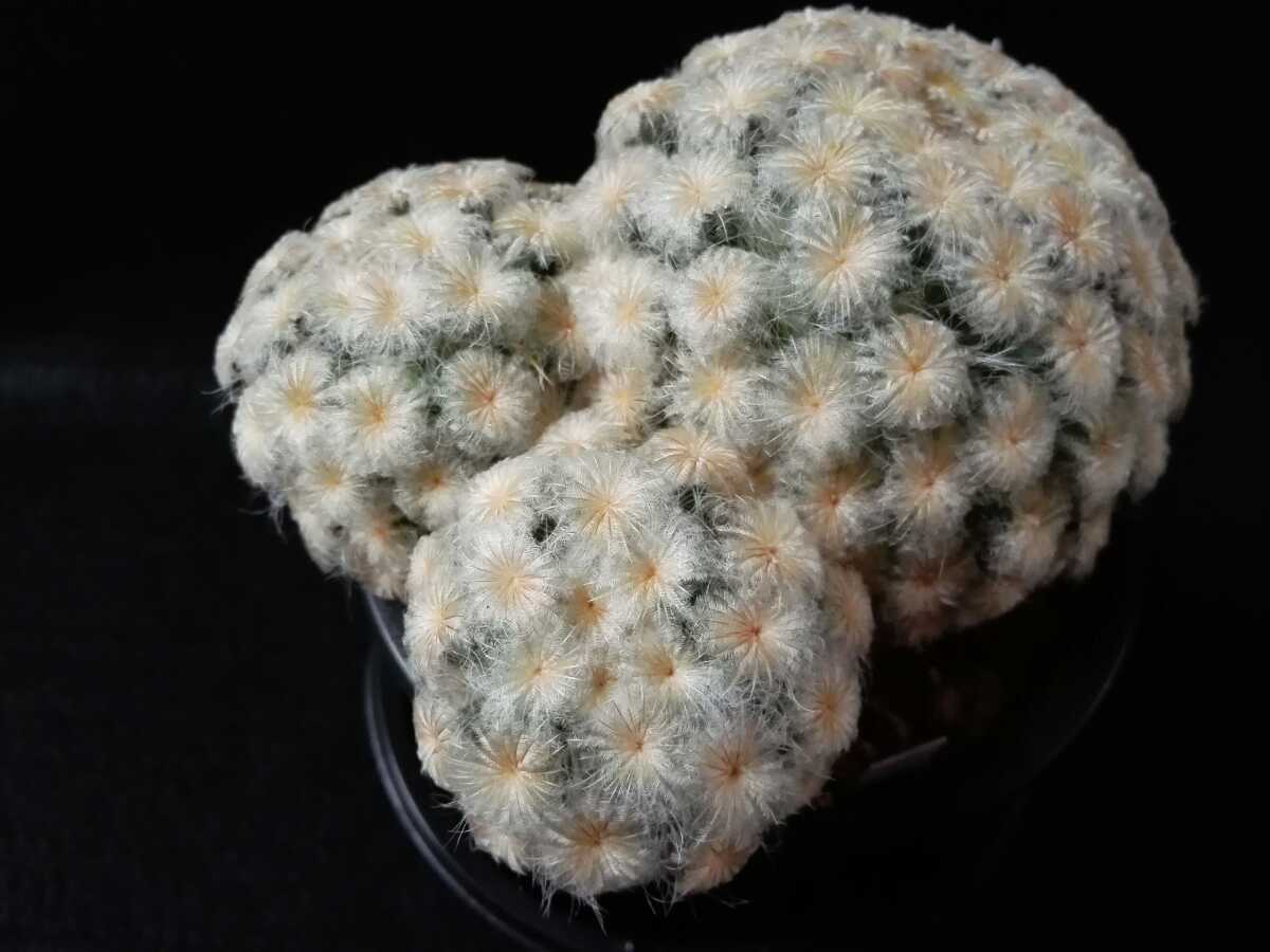 サボテン　マミラリア　白星　３頭　３号鉢_2