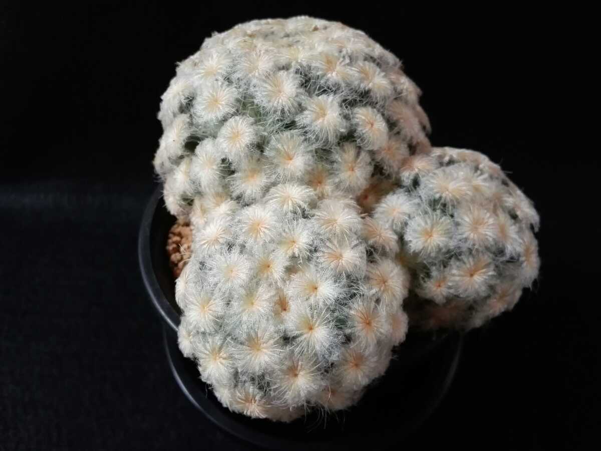 サボテン　マミラリア　白星　３頭　３号鉢_3