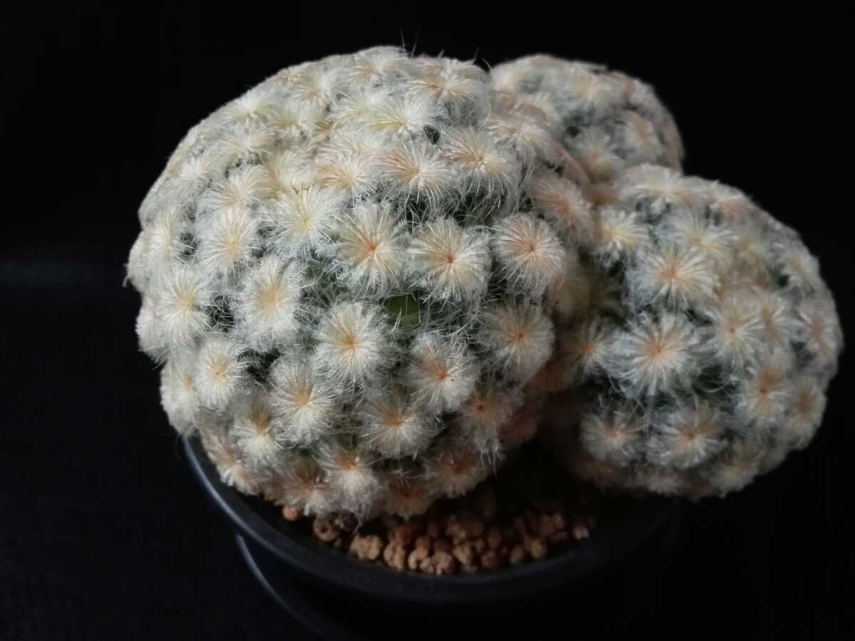 サボテン　マミラリア　白星　３頭　３号鉢_4