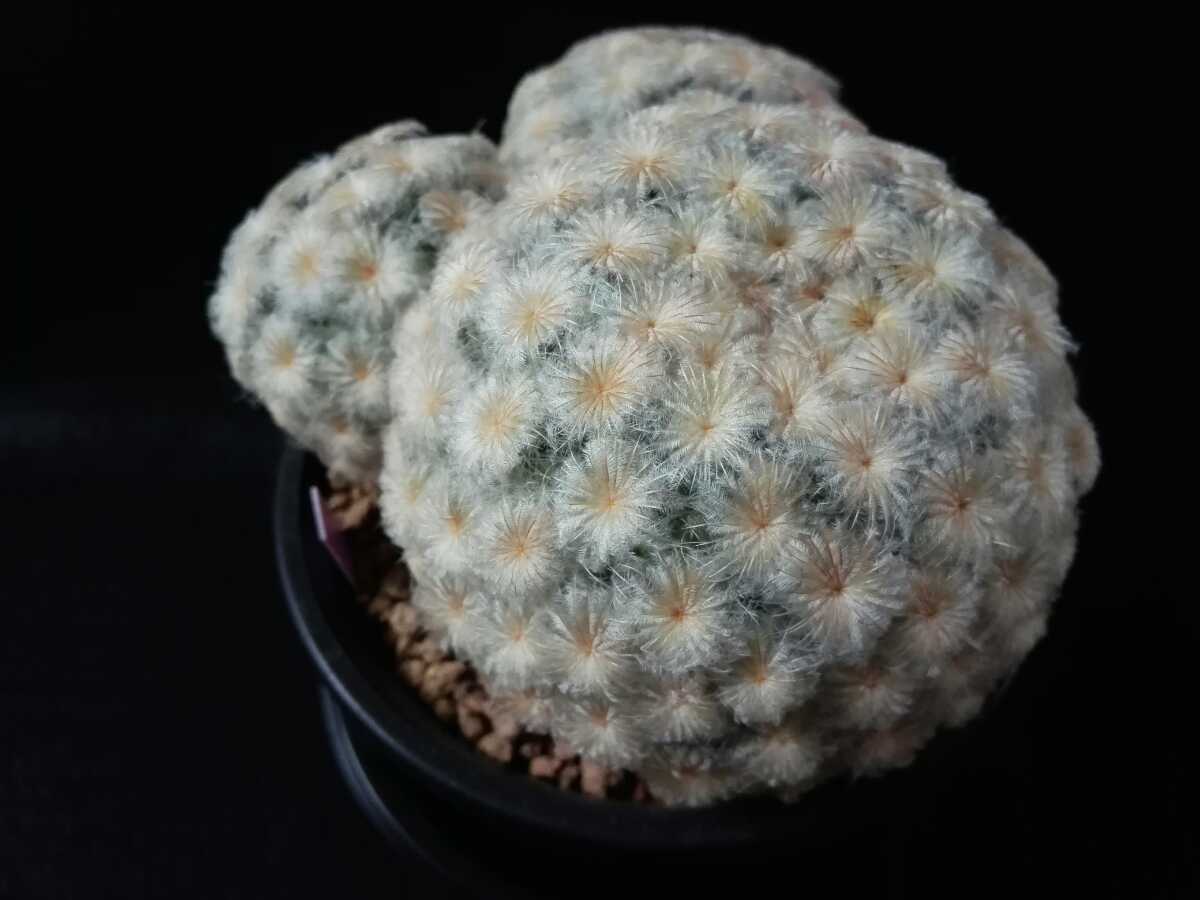 サボテン　マミラリア　白星　３頭　３号鉢_5