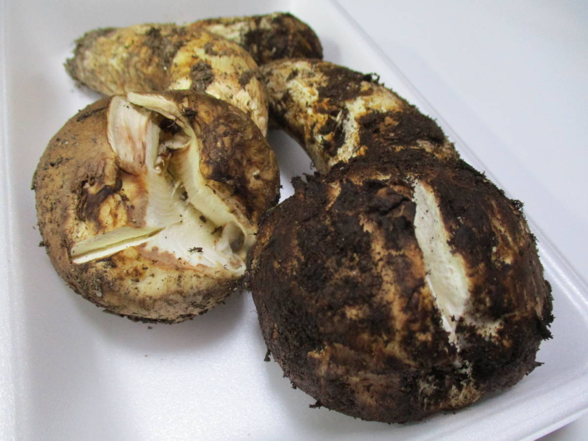 国産 長野県 松茸 238g 信州 マツタケ 松茸 国産 長野県産 200g 国産