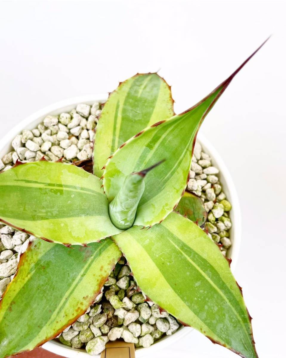 9月030アガベ　オバティフォリア　キラー　充実極美株