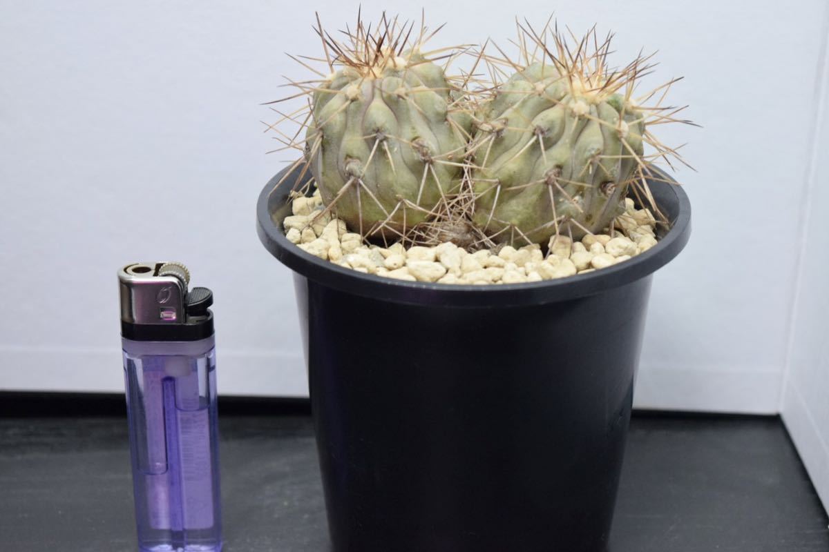 サボテン：コピアポア ハセルトニアナ 特選 現地球 カキコ コピアポア