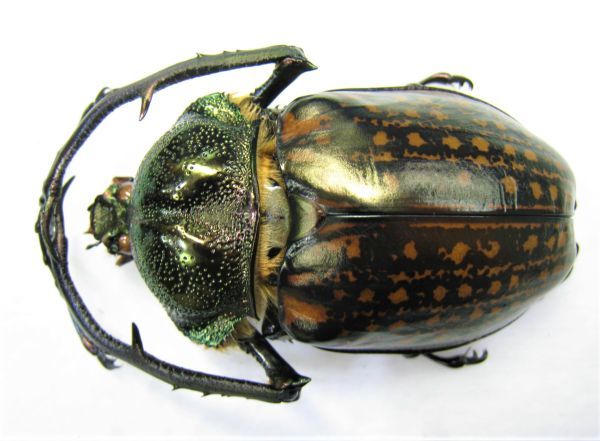 全国無料，SALE 標本特大 ゲストロイテナガコガネ（ssp corompti