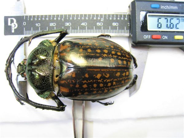 ゲストロイテナガコガネ（ssp 標本特大 corompti?：ベトナム中部