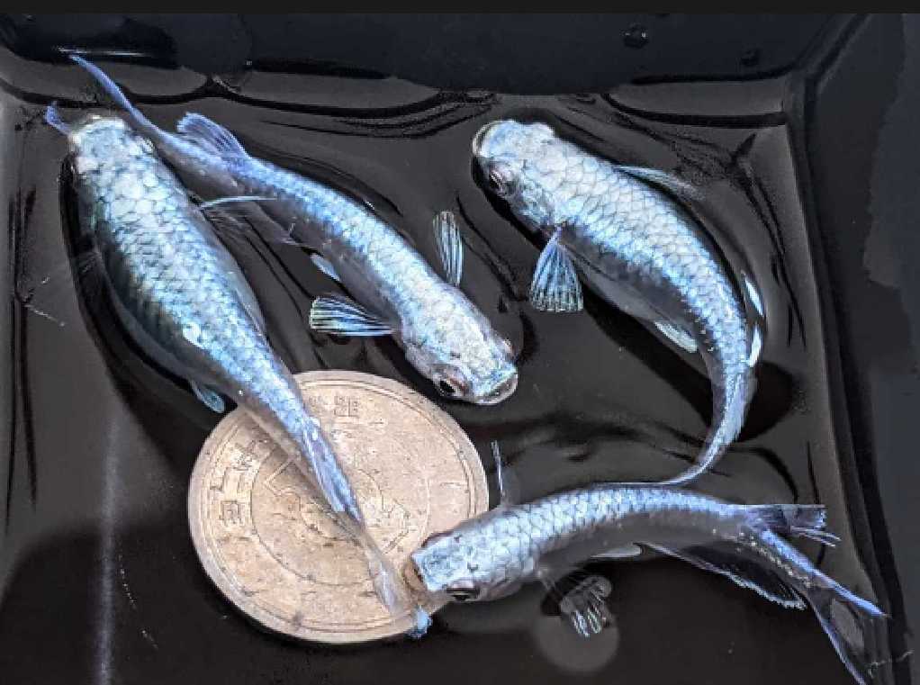 ○【 サンセット極龍 ロングフィンタイプ 】稚魚20匹+3匹 メダカ 