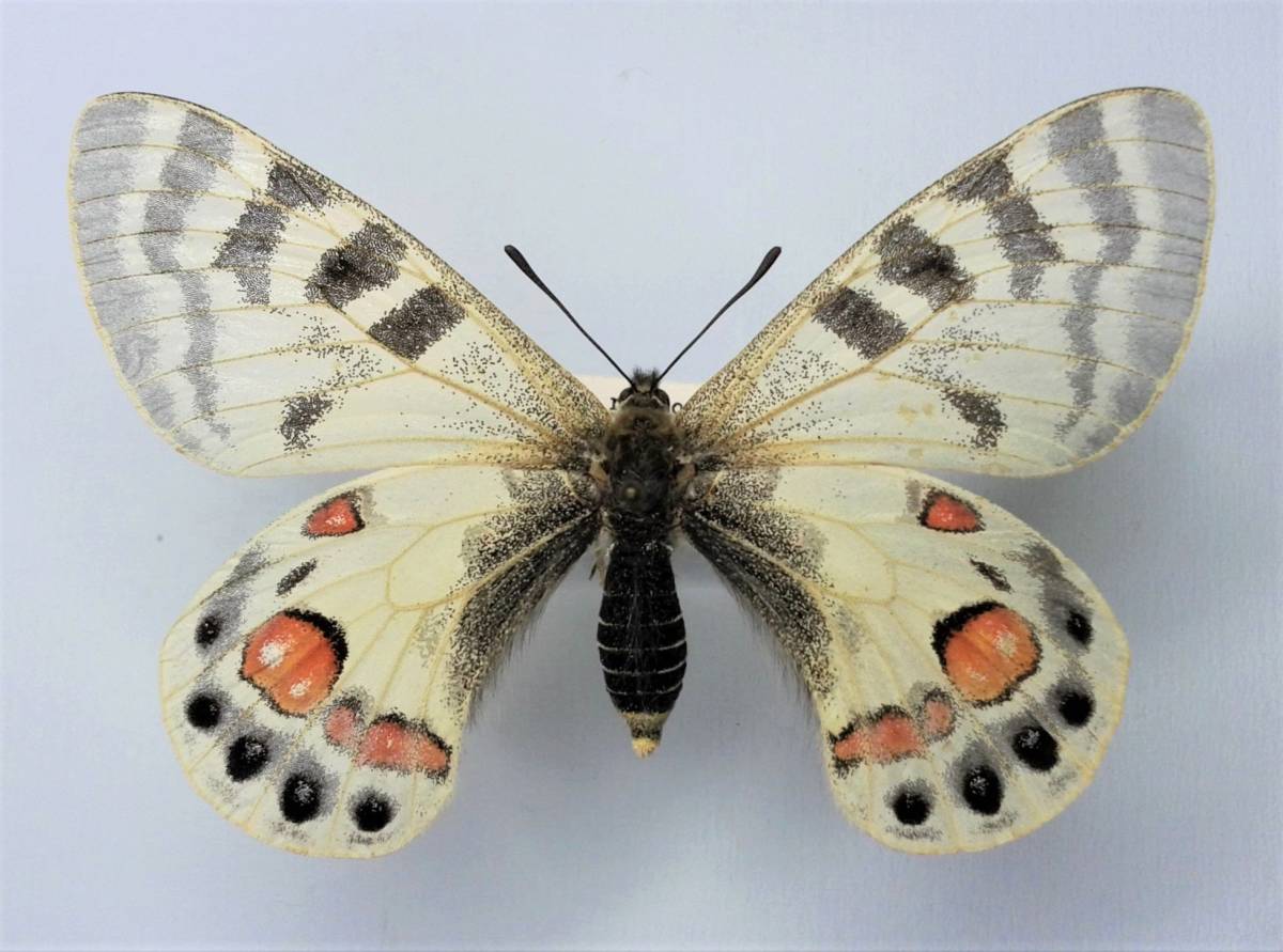 蝶 標本 カルトニウスウスバシロチョウ 0 wernickei A 蝶　標本　カルトニウスウスバシロチョウ　Parnassius charltonius romanovi ♀　N-Pamir