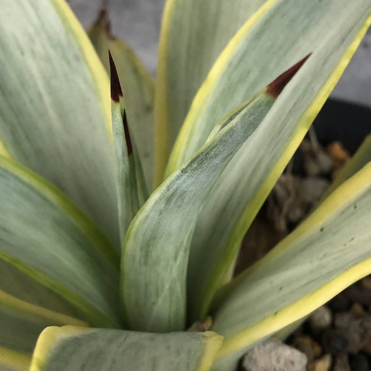 F1400】幅16㎝大株！超希少品種 アガベ ブルームーン Agave 