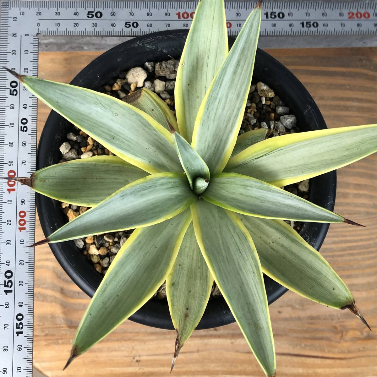 F1400】幅16㎝大株！超希少品種 アガベ ブルームーン Agave 