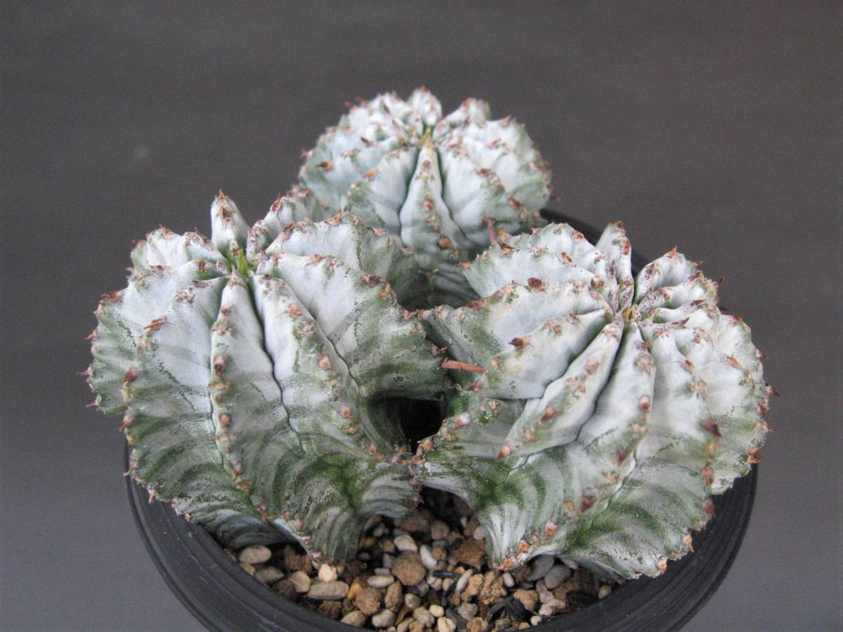 ユーフォルビア ホリダ アルバ Euphorbia horrida 検索 メス 雌木 