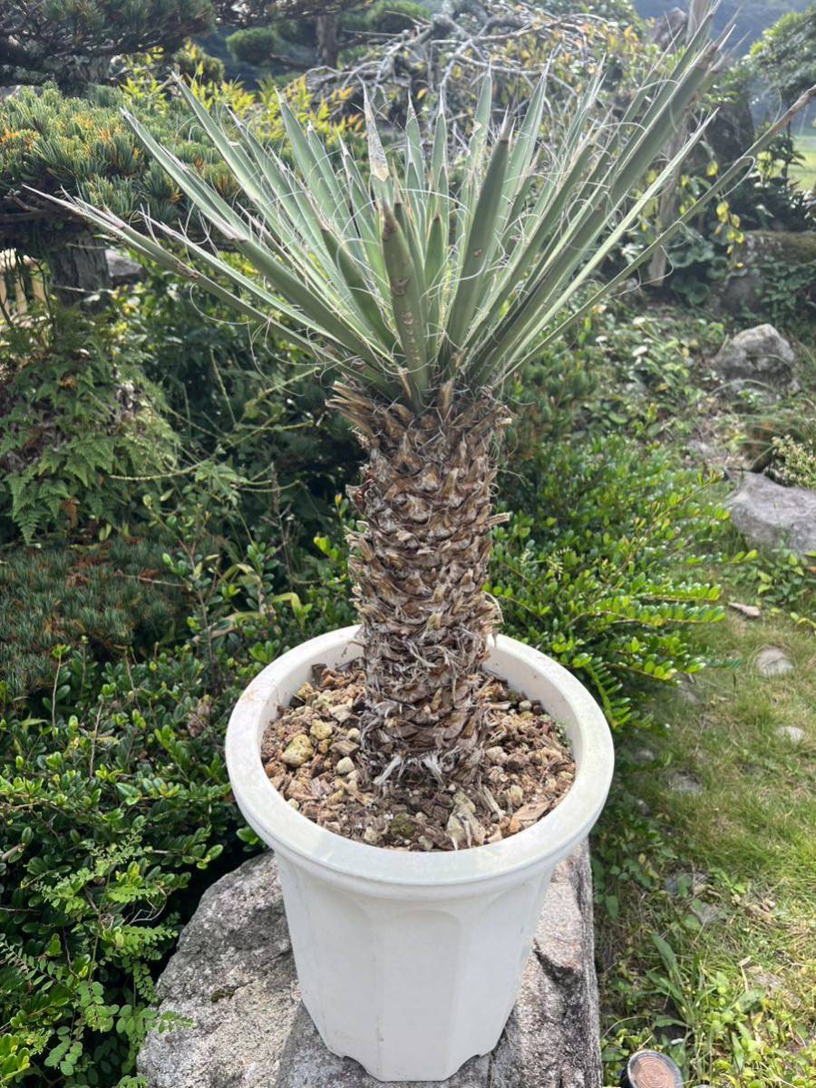 ユッカ リネアリフォリア レア Yucca 厳選 リネアリフォリア（Yucca 太