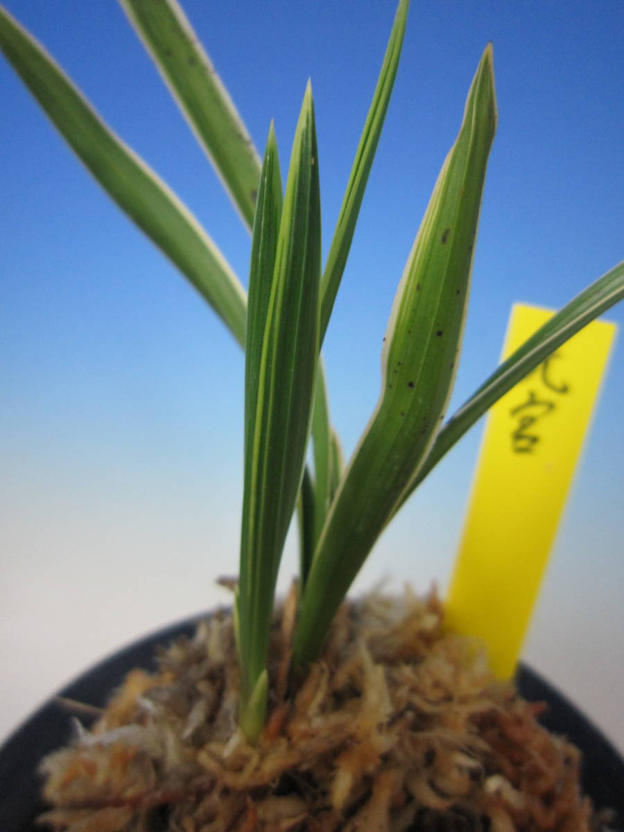 中国春蘭 銘品「光宮」二株一括出品 富貴蘭 万年青 寒蘭 中国春蘭