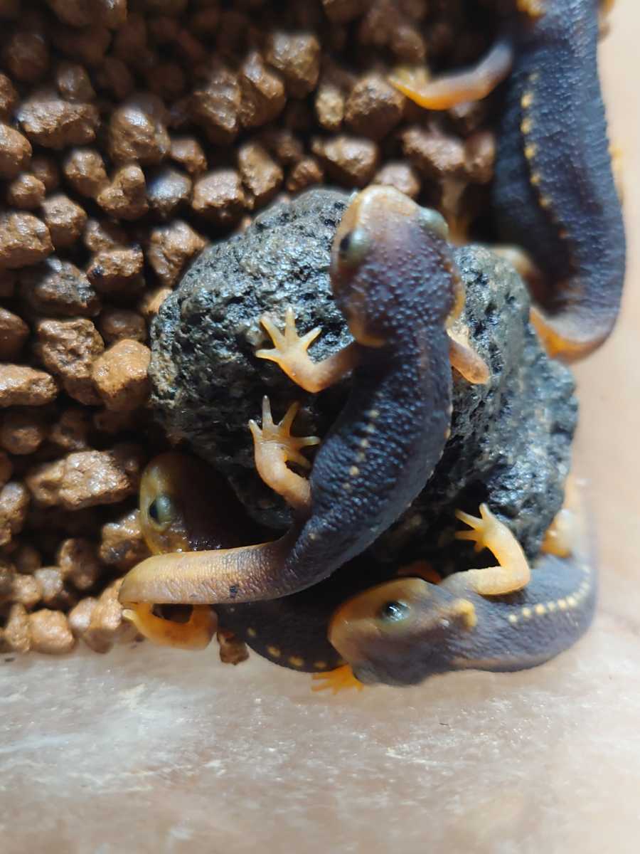 2022シャノラムイボイモリ3匹