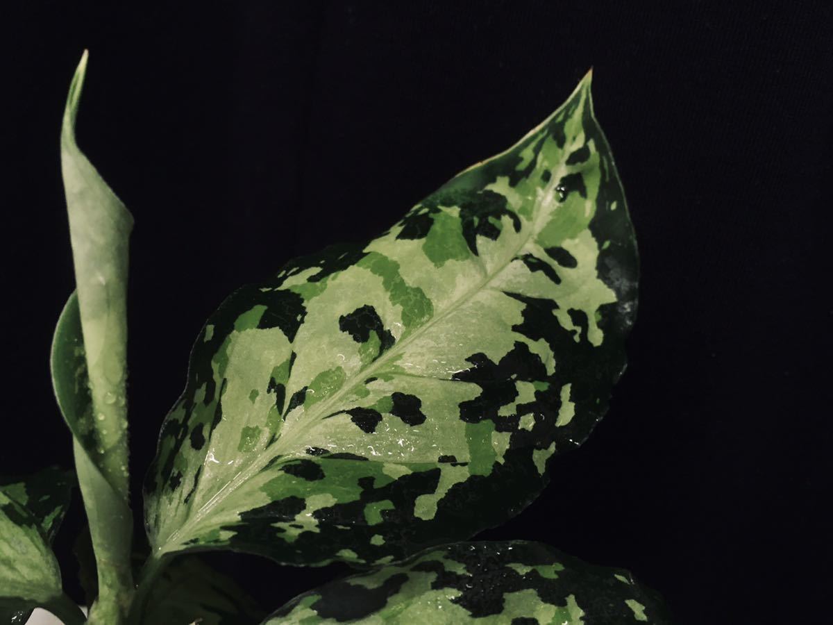 pictum from Aglaonema type undried Pictum AZ便＞Aglaonema – Nias