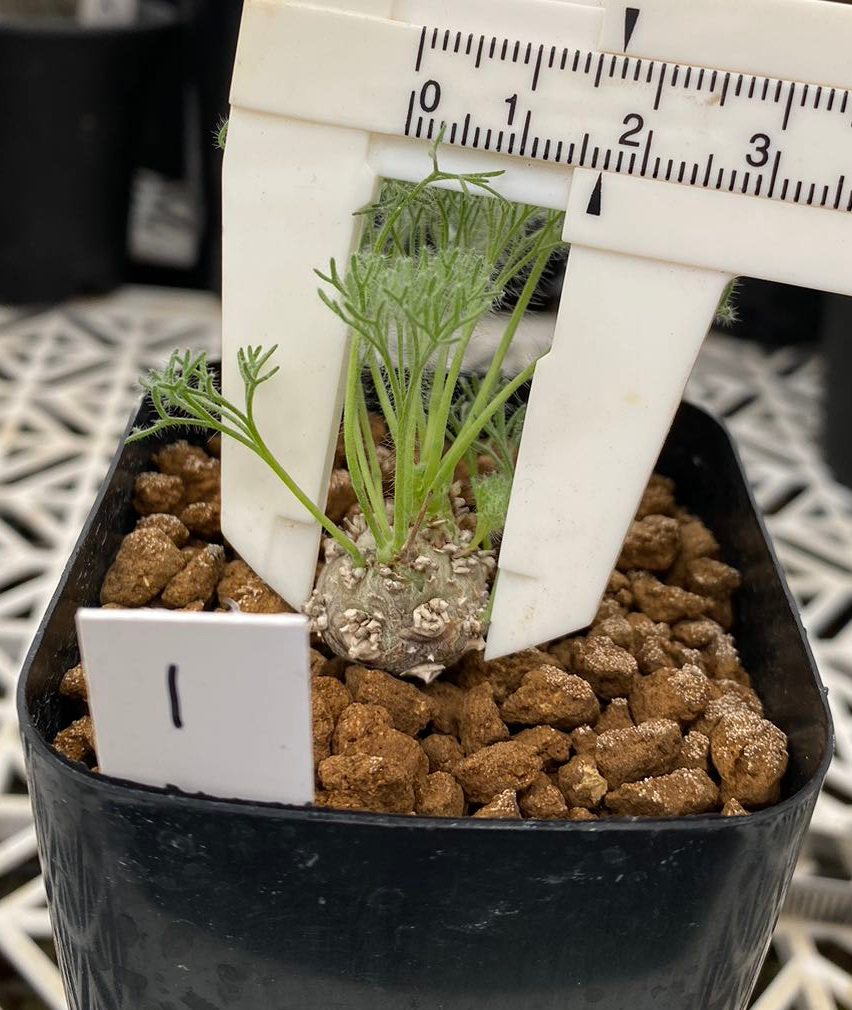 多肉植物 サルコカウロン属 ★実生 Sarcocaulon peniculinum サルコカウロン・ペニクリナム★★1