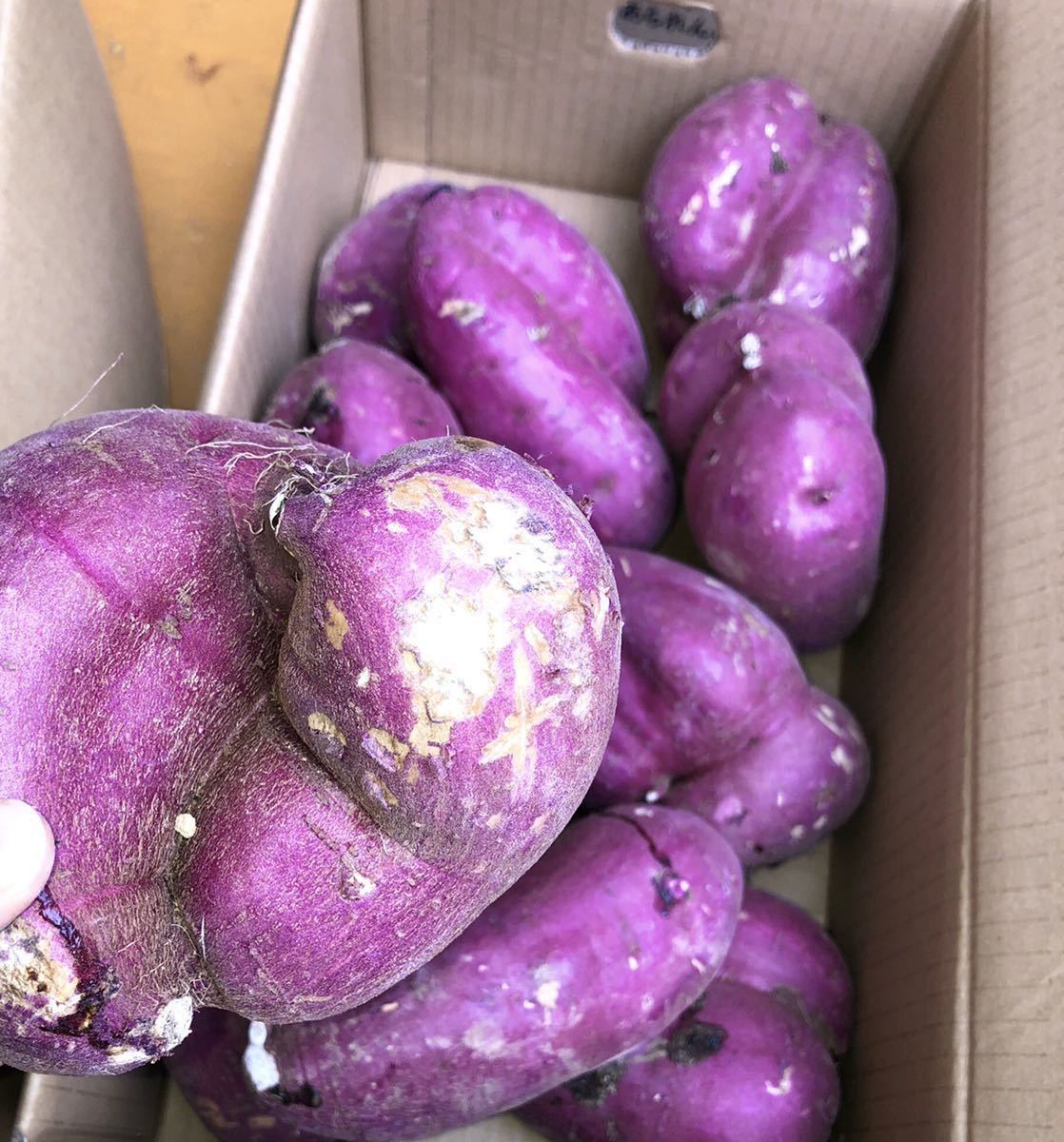 紅はるか 熊本 家庭用20kg② 【公式通販】