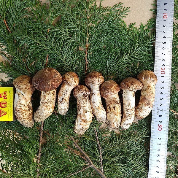 信州産松茸161g 商品の説明国産 長野県南信 松…