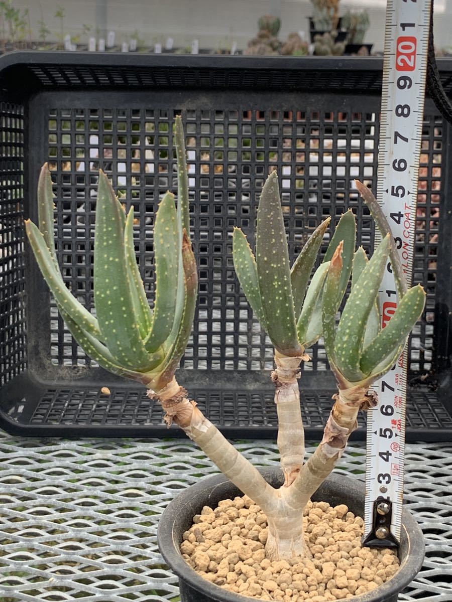 アロエ ラモシシマ 実生 種子 アロエ ラモシシマ Aloe ramosissima