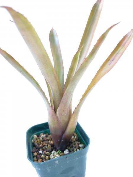 本物　ホヘンベルギア・フミリス Hohenbergia humilis ex M.Kiehl