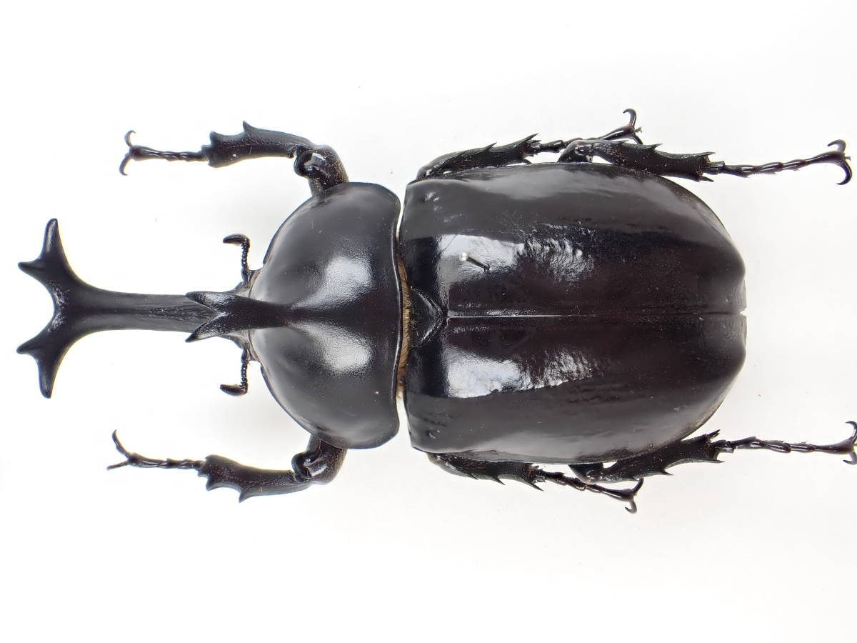 世界のカブトムシ大集合！外国産は日本と違った面白さがある！ 昆虫