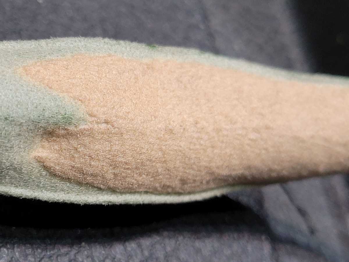 ビカクシダ P.veitchii Auburn river 胞子 アーバンリバー オーバンリバー コウモリラン