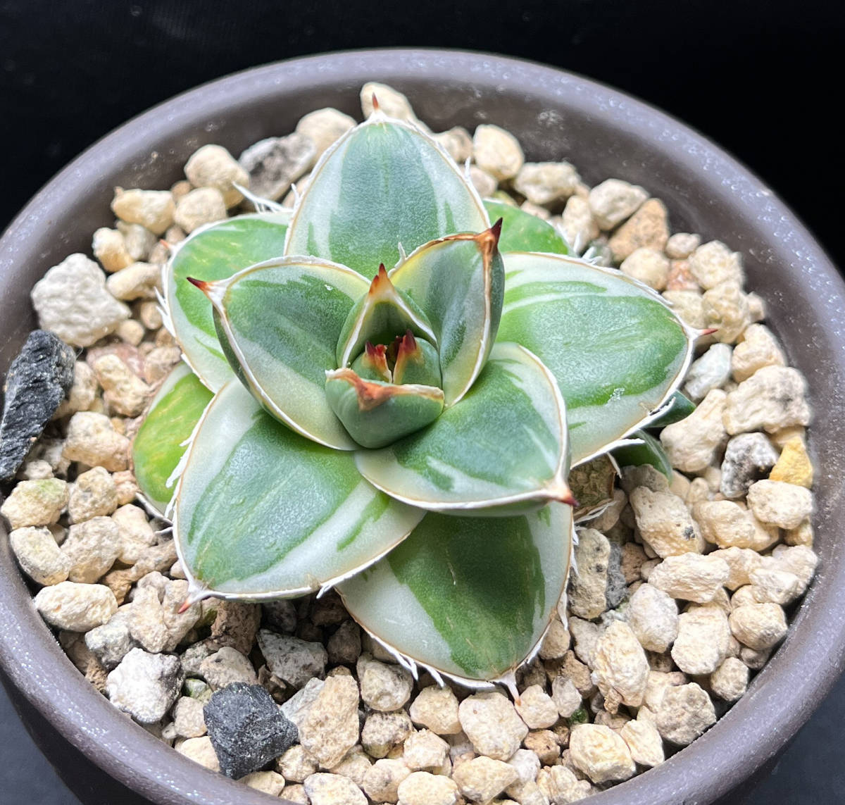 agave-isthmensis-kabutogani-v0-xoga76z07n4h1