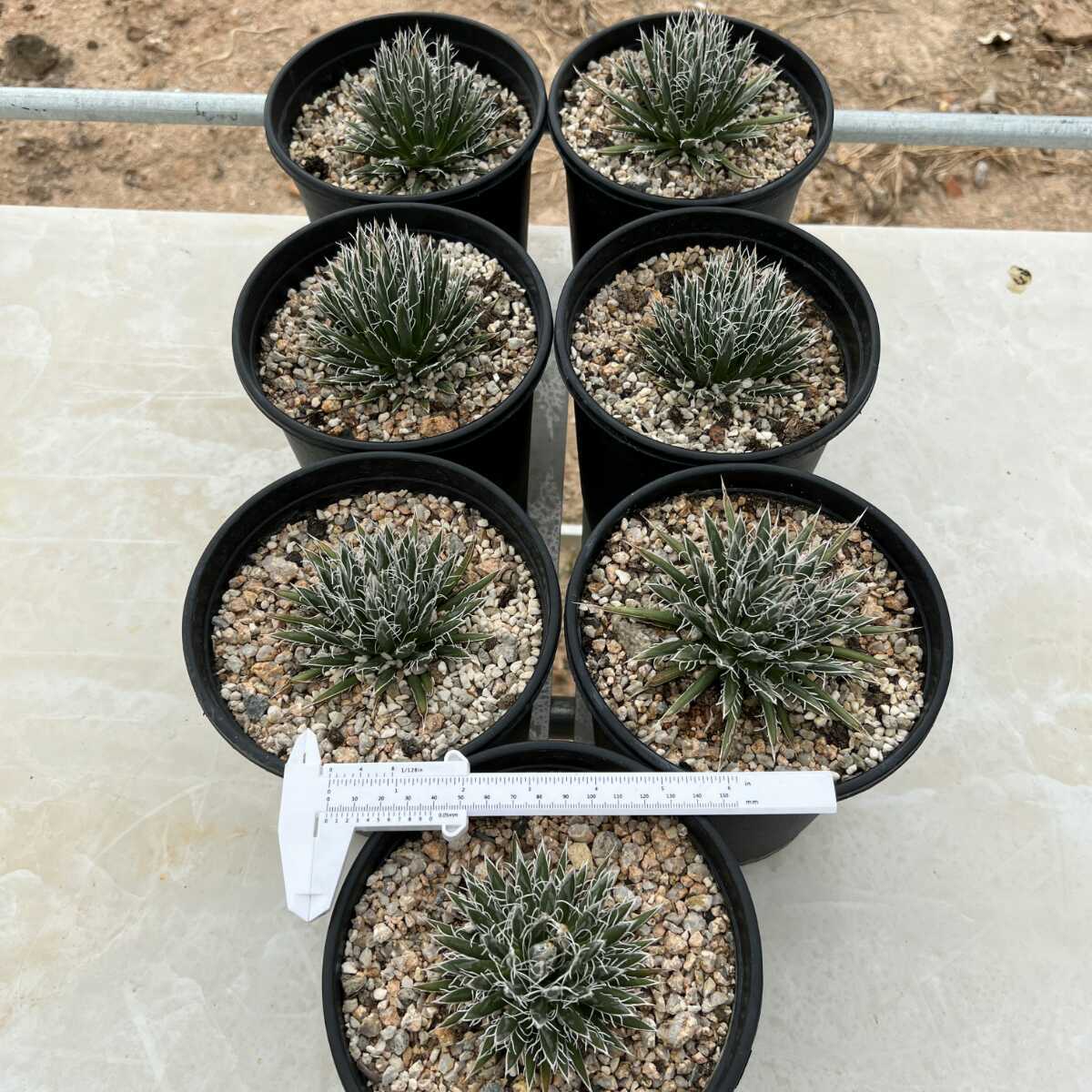 極品アガべ樹氷濃白株多肉植物  17cm 特選】 多肉植物 アガべ 樹氷濃白株 極美極上株 7株同
