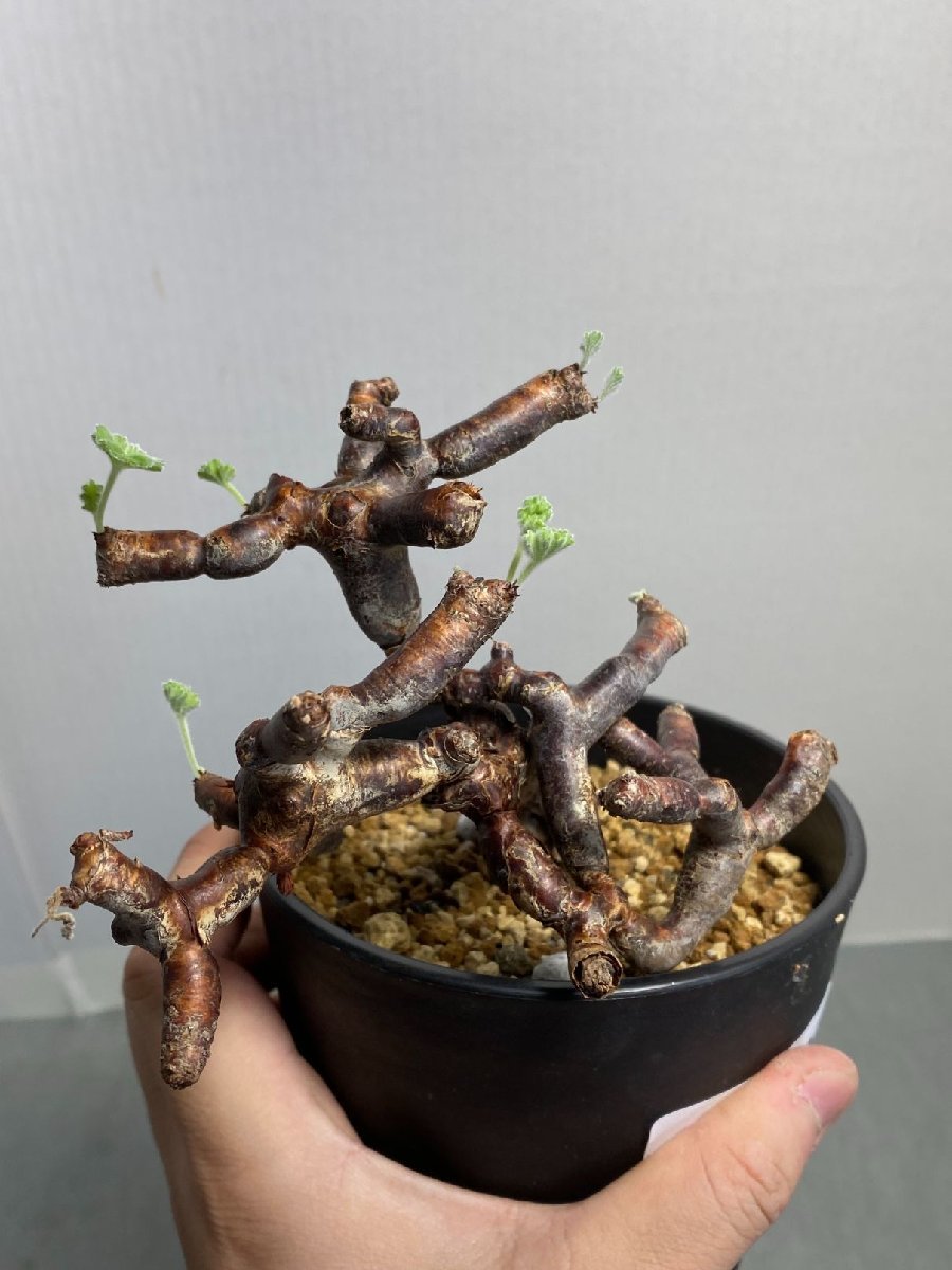 ム003 「現地」モンソニア クラシカウリス 植え【発根・発芽・Monsonia