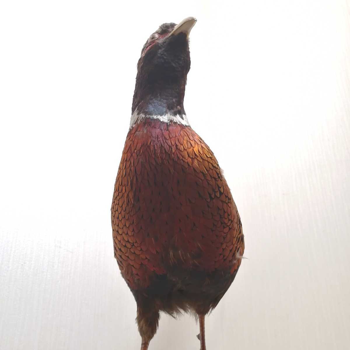i きじ キジ 剥製 置物 はくせい インテリア 日本 和 JAPAN 雉 鳥 本物